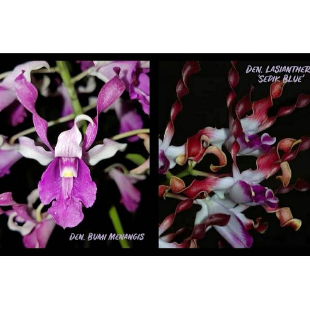 D. Bumi Menangis x Lasianthera spik blue