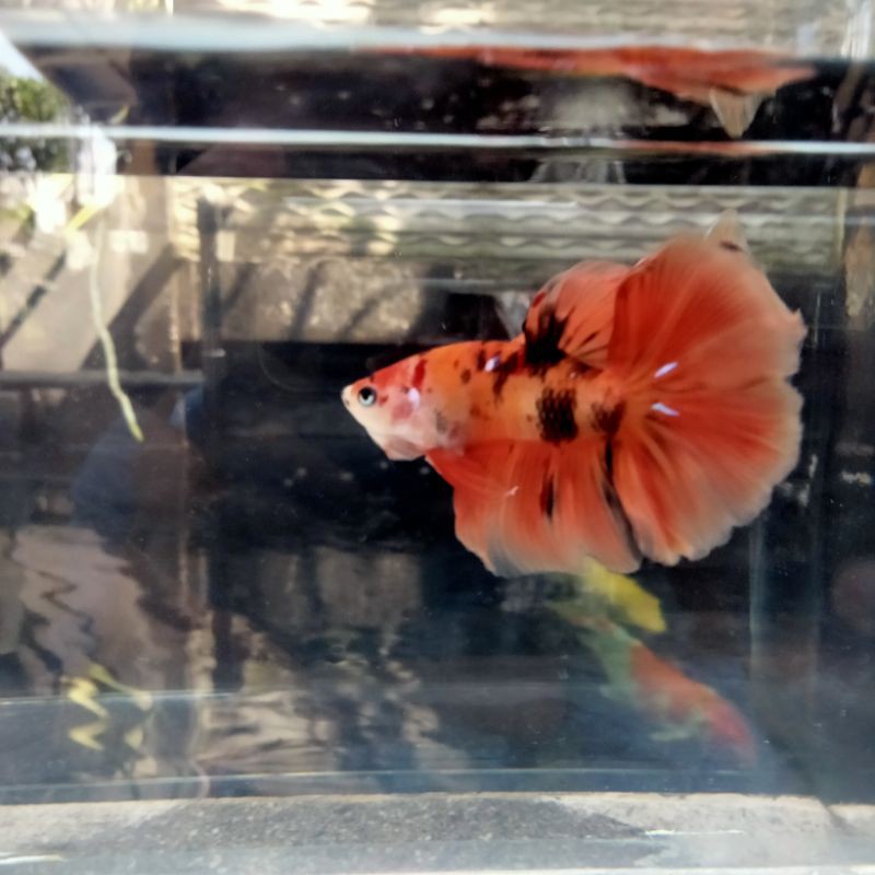 Ikan Cupang Halfmoon Nemo Tiger Top Grade