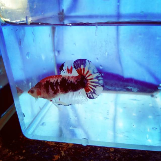 Ikan Cupang Plakat koi