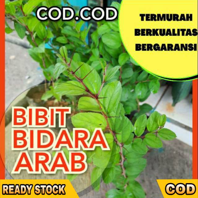 Bidara Arab / Bibit Bidara / Bidara Ruqya