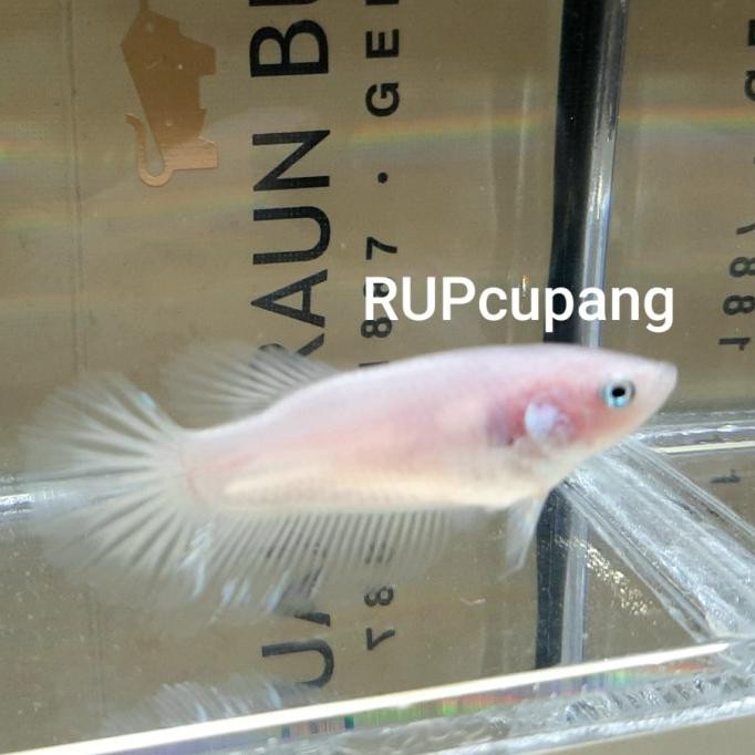 Ikan Cupang Female Halfmoon Rosetail