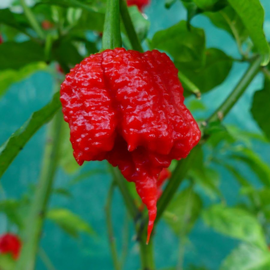 BS-BYL Bibit Cabe Hias Pelangi Benih Tanaman Sayuran Cabai Carolina Reaper Merah Bolivian Rainbow Katokkon Numex Giant Raksasa Sweet Italian Ungu Hitam-CH CAROLINA RED