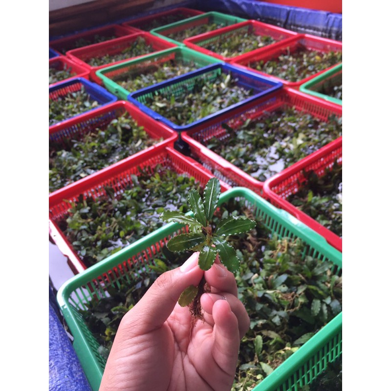 [1 Kg Buce Medium Rizome] Bucephalandra Medium batangan untuk Aquascape