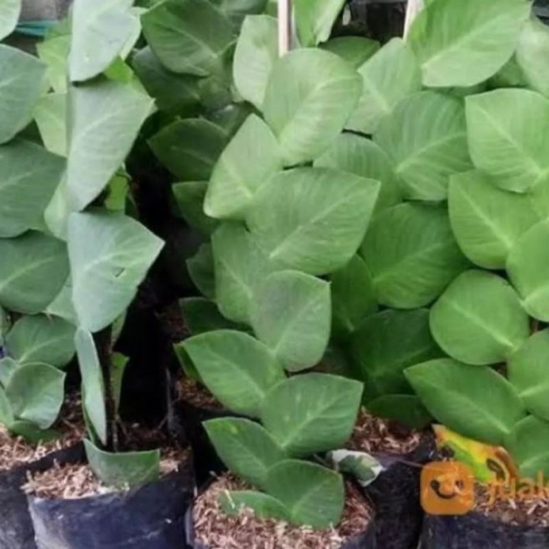 tanaman hias dolar besar - tanaman hias dolar besar