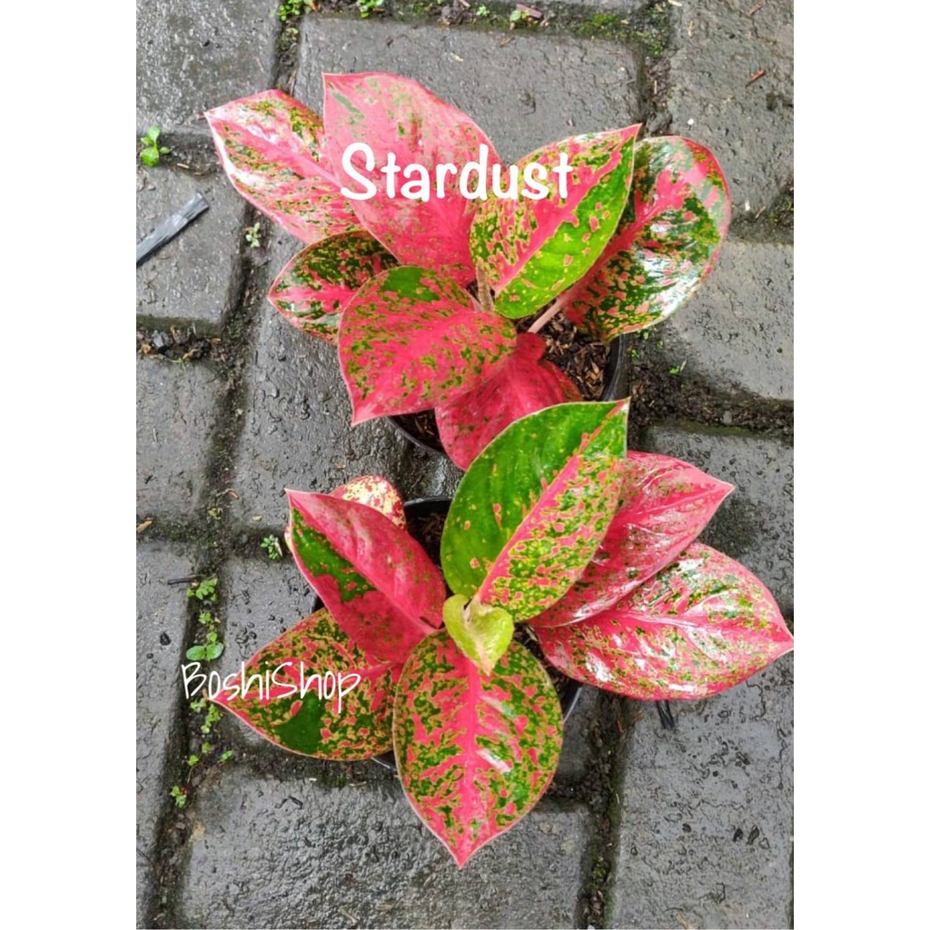 Aglaonema Stardust