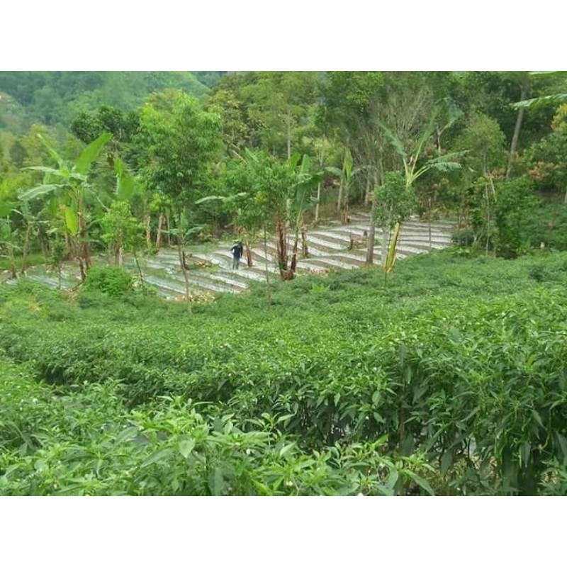 Cabe Akar Tahan Virus Kuning Original Pabrik 10gr