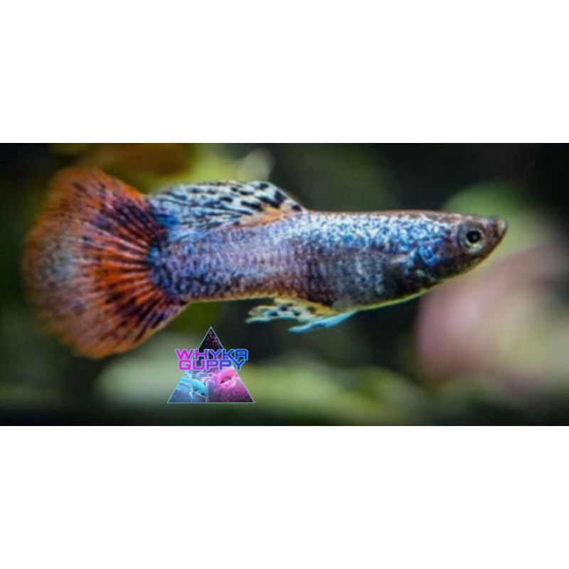 

Ikan Guppy Silver Magenta