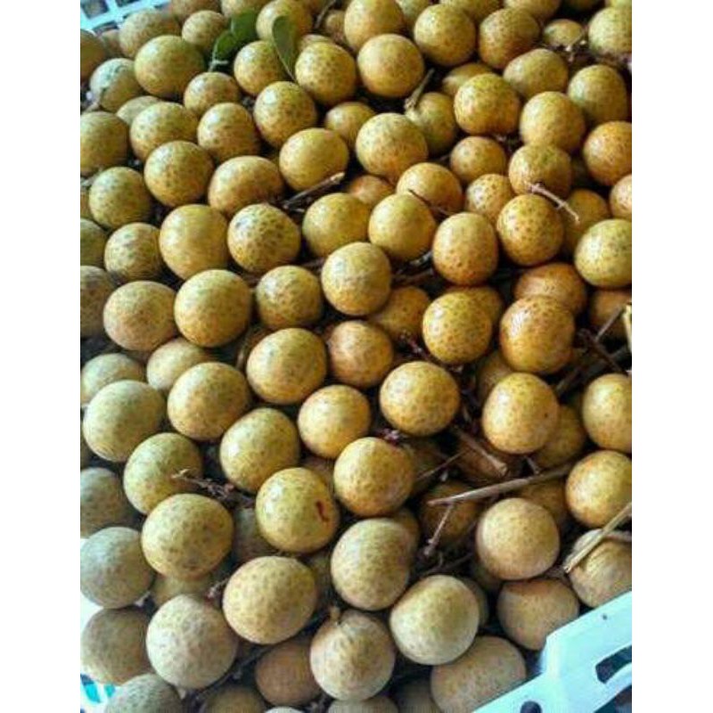

Kelengkeng red Thailand kwalitas manis/1kg