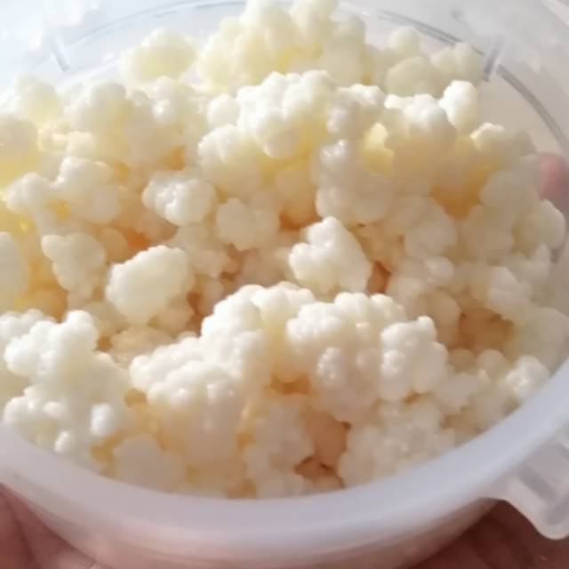 Grain/ Bibit Kefir 50gr