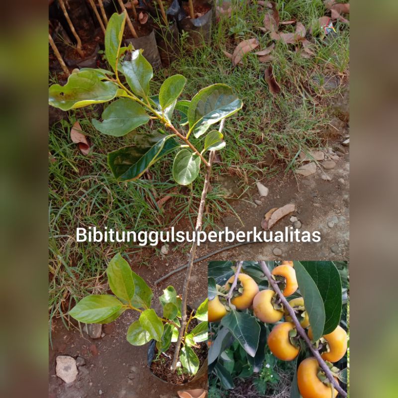 Bibit kesemek jepang super manis/kesemek cangkok