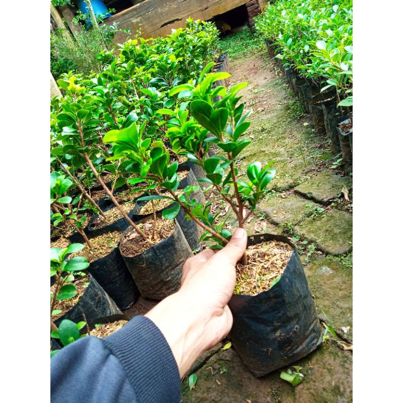 Ficus Compacta