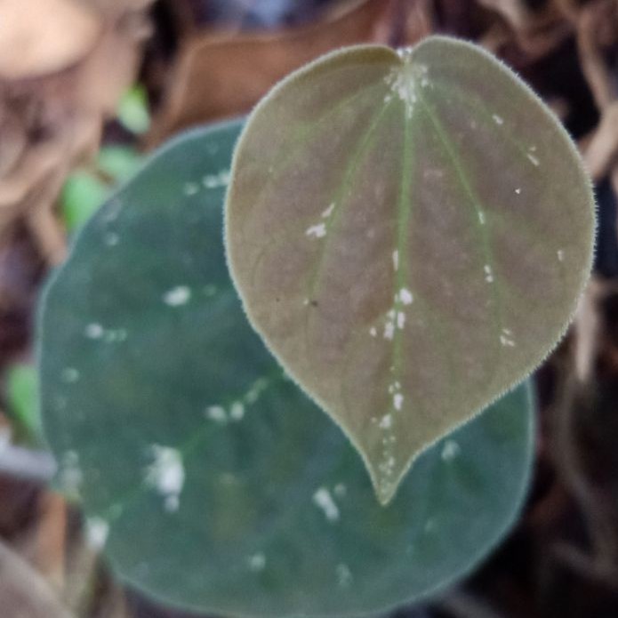 Tanaman Anthurium Betel Sirih Keraton Anthurium Sirih Merambat Gantung