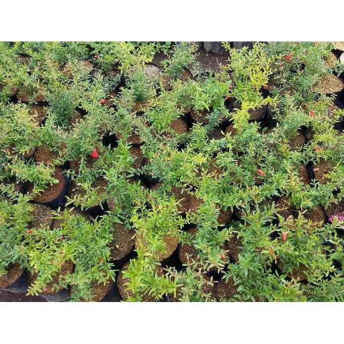 rr Cll Bibit Tanaman Buah Delima Mini Merah