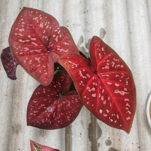 Tanaman hias Caladium Deep Of Heart DOH