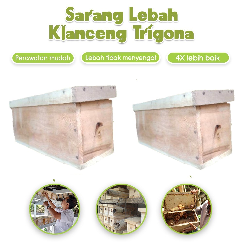 2 kotak sarang lebah klanceng trigona
