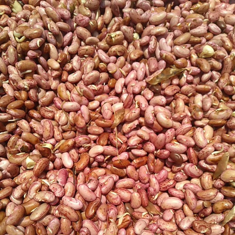 

Kacang Merah Kidney Bean