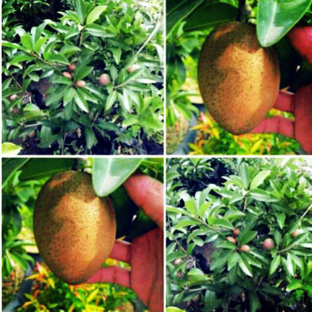 Promo 4 pcs bibit murah ,klengkeng merah ,sawo jumbo ,duku,durian musang king