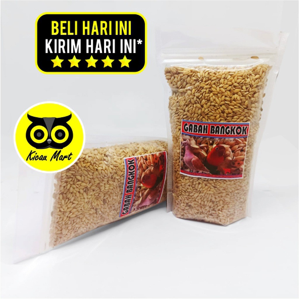 GABAH BANGKOK PILIHAN BEBAS KUTU PAKAN MAKANAN BURUNG MERPATI LOVEBIRD KENARI PARKIT HAMSTER GBBRF