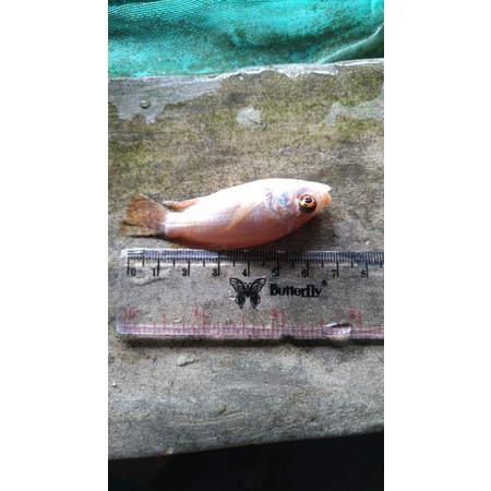 bibit ikan mujair nila merah