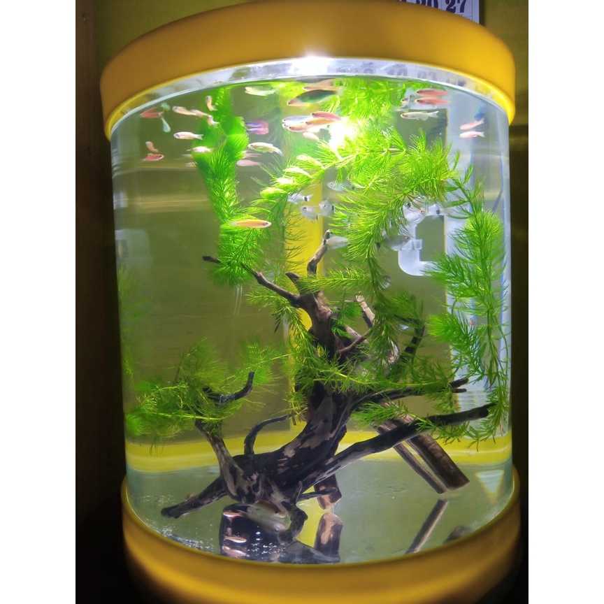 Auqarium Acrylic FISH TABUNG 40x45 cm PREMIUM