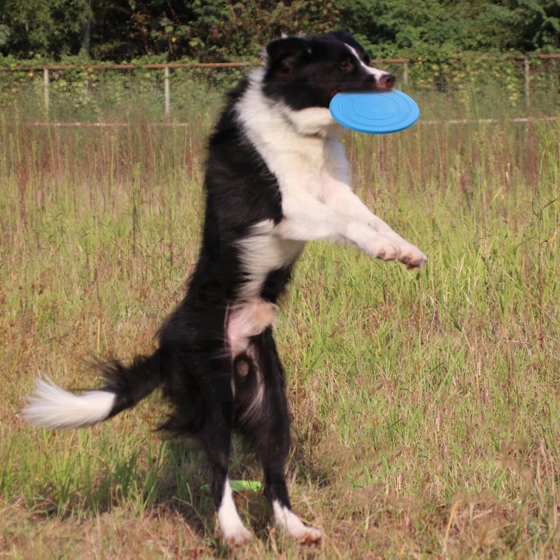 maninan hewan peliharaan anjing frisbee untuk interaktif dan melatih dan tahan lama pelengkapan hewan peliharaan