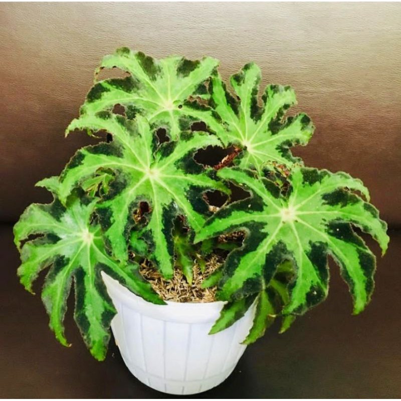 tanaman hias hidup begonia bintang/tanaman begonia tanaman pot bunga