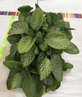 Tanaman hias bunga episcia cupreata green | Shopee Indonesia