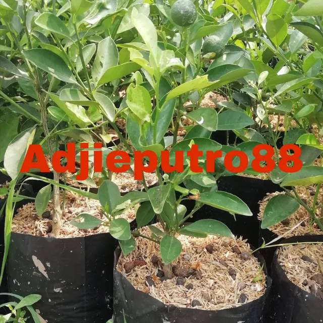 Bibit jeruk kip/kunci/limau cui/kasturi