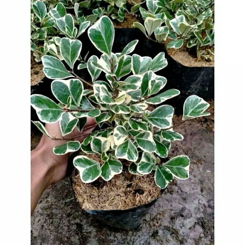 tanaman hias beringin kupu kupu varigata-kupu kupu varigata-tanaman hias beringin varigata kupu kupu