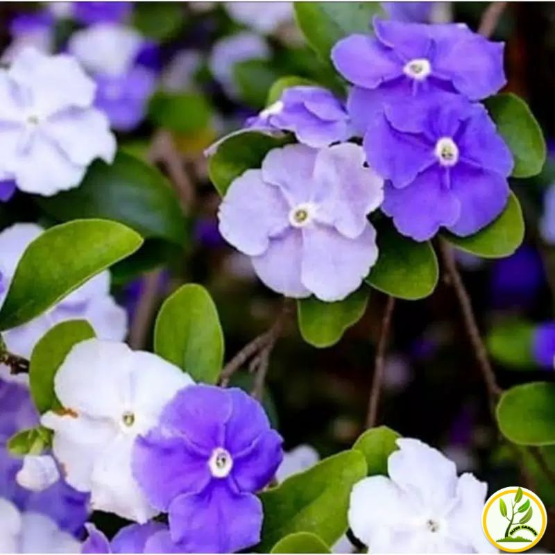 tanaman hias melati costa-bunga Melati costa