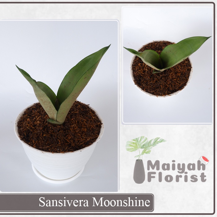 Sansivera Moonshine - Tanaman Hias