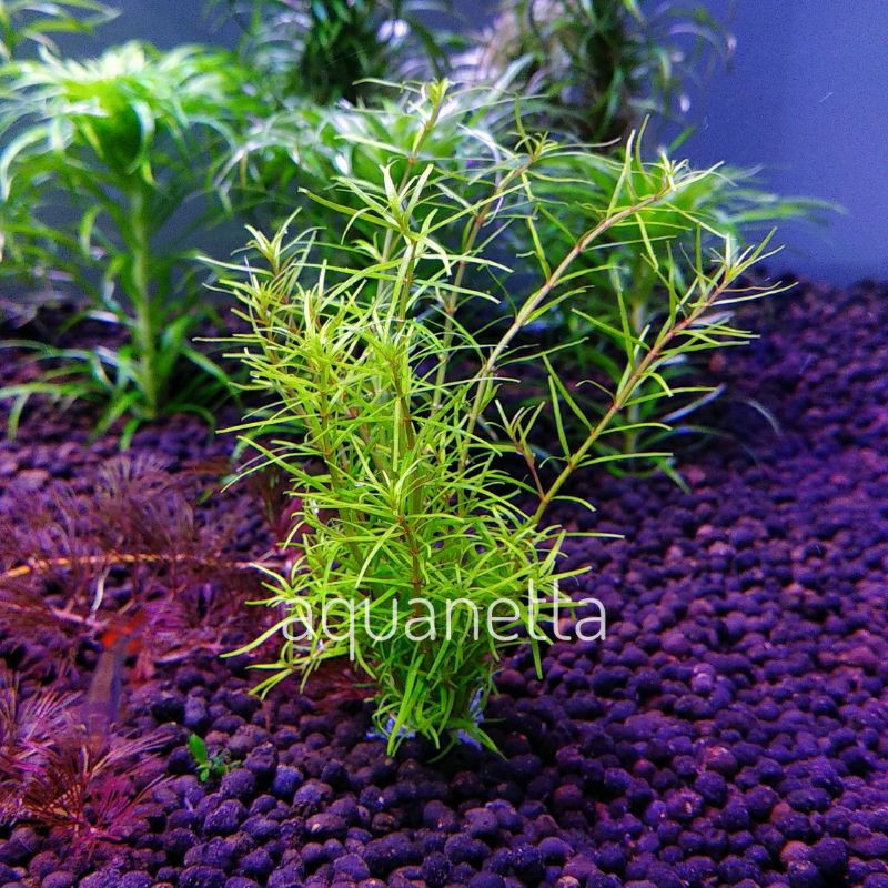 Rotala mexicana wayanad