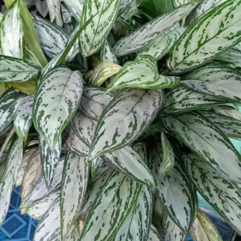 Aglonema belang silver