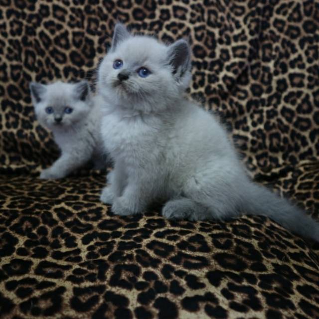 British Shorthair Blue Point Shopee Indonesia