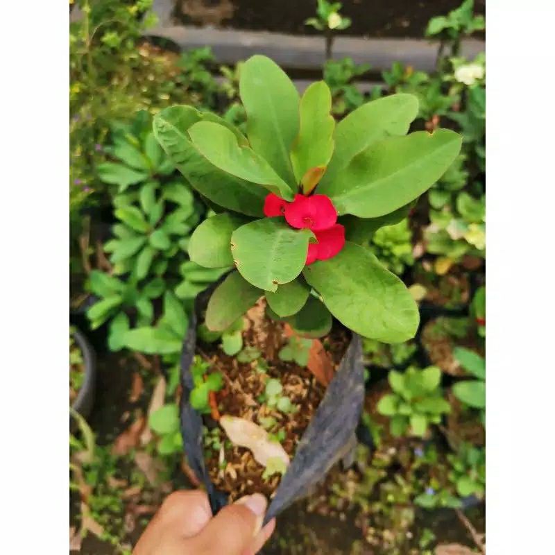 tanaman hias eforbia bunga merah