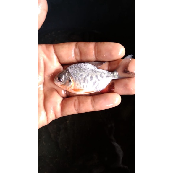 Bibit ikan bawal Paket 100 ekor - ikan bawal ukuran ngorek atau 2 jari, bibit ikan bawal - bibit ika