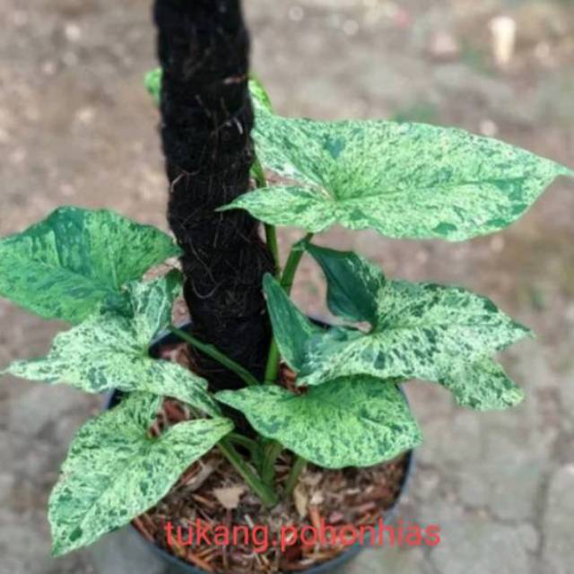 Tanaman hias sengonium mojito - syngonium mojito