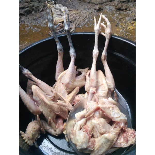 

Ayam Kampung Segar