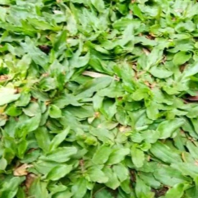 DIARY PETANI - 1 Sobekan Rumput Gajah Mini Siap Tanam