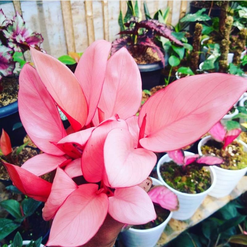 [ SPESIAL ] Philo Congo Pink Praktis | Anakan Philo Congo Pink Murah