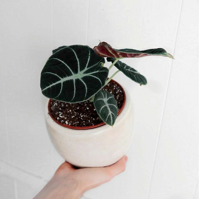ALOCASIA BLACK VELVET | KELADI TENGKORAK termurah
