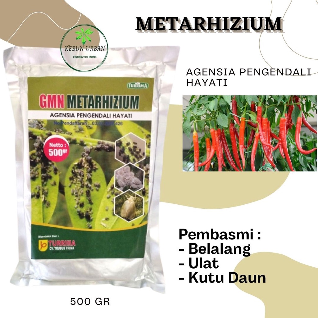 Jual Metarhizium Pembasmi Serangga Tanaman, Obat Anisopliae, Untuk