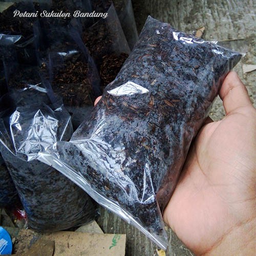 Media Sukulen sekulen Kaktus mini untuk tanaman hias bunga sekam bakar pupuk kandang