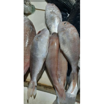 

ikan kurisi segar 500grm