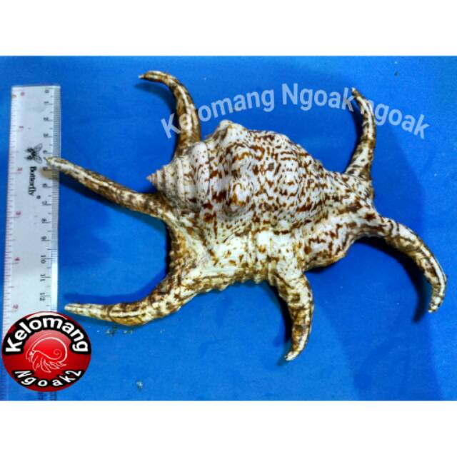 Cangkang Kerang Lambis Crocata size Besar
