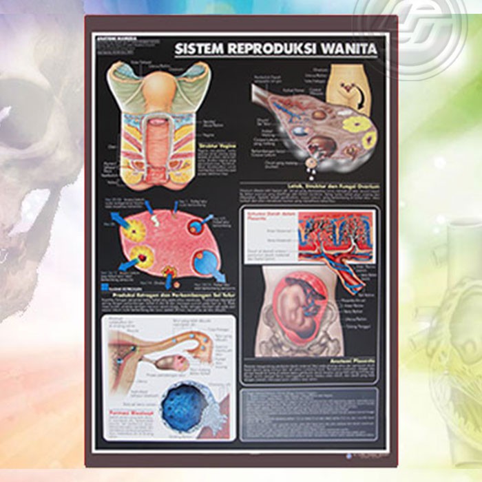 Poster Anatomi Manusia Sistem Reproduksi Wanita Shopee Indonesia
