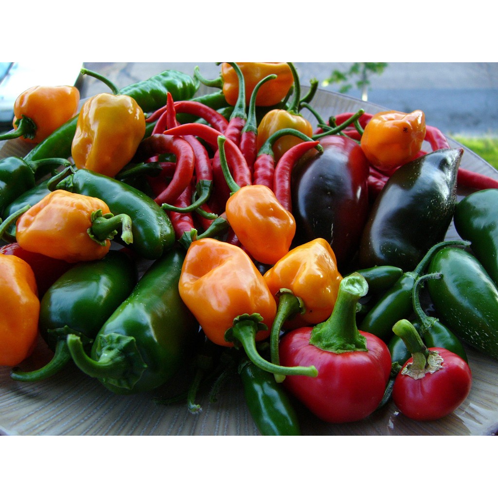 BS-BYL Bibit Cabe Hias Pelangi Benih Tanaman Sayuran Cabai Carolina Reaper Merah Bolivian Rainbow Katokkon Numex Giant Raksasa Sweet Italian Ungu Hitam-5