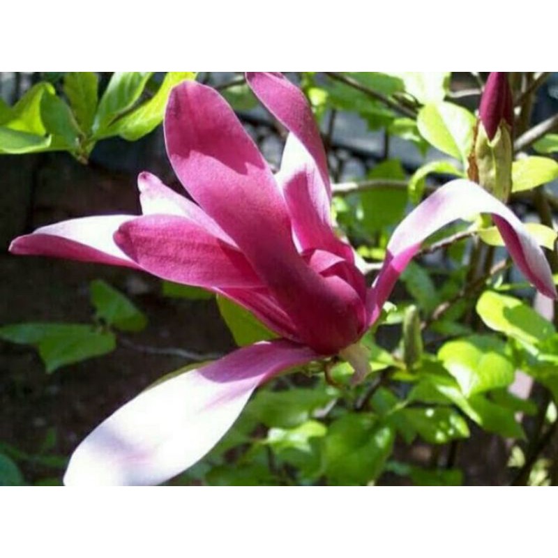 paket 4 bunga kantil unggul