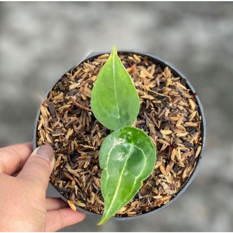 Anthurium Forgetii Ori