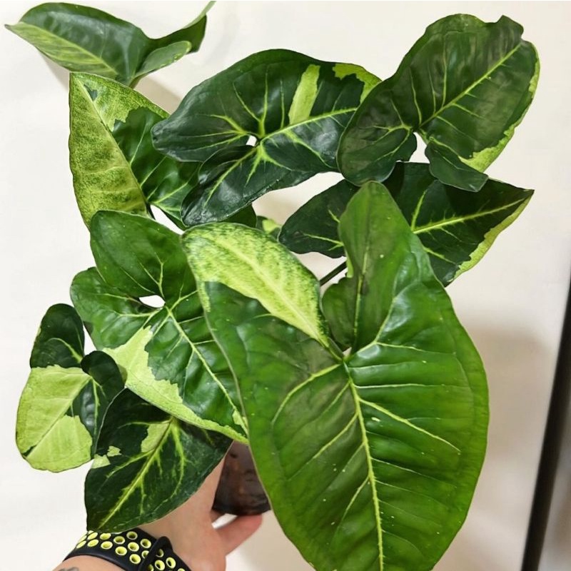 Syngonium Panda / syngonium / singonium / syngonium pink / singonium pink / singonium pink splash  /